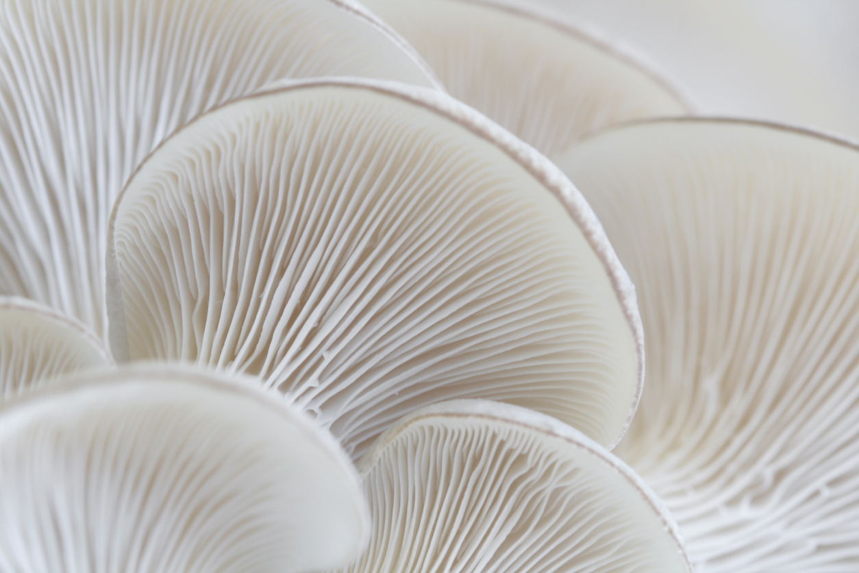 Macro of oyster mushroom gills (Pleurotus)